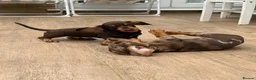 Dachshund dogs for sale: Sold!  Lovely Dachshunds!  - Advert 9