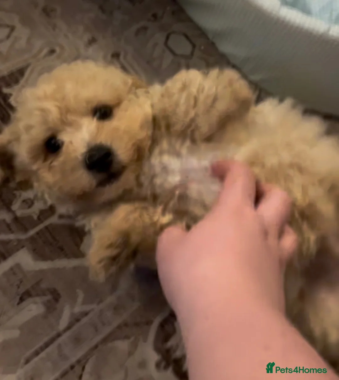 Poochon dogs for sale: Ready now,Beautiful poochon puppies - Advert 1