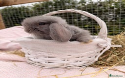 Mini Lop rabbits for sale: Pure mini lops, otters, grey, blue - Advert 10