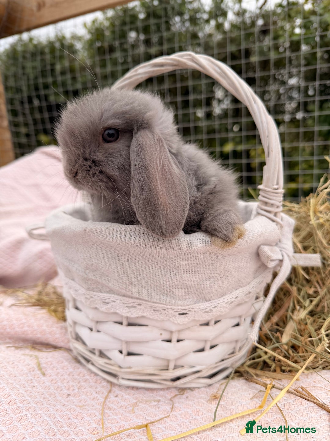 Mini Lop rabbits for sale: Pure mini lops, otters, grey, blue - Advert 10