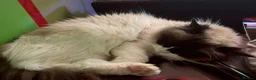 Ragdoll cats for sale: 4 year old female ragdoll - Advert 8
