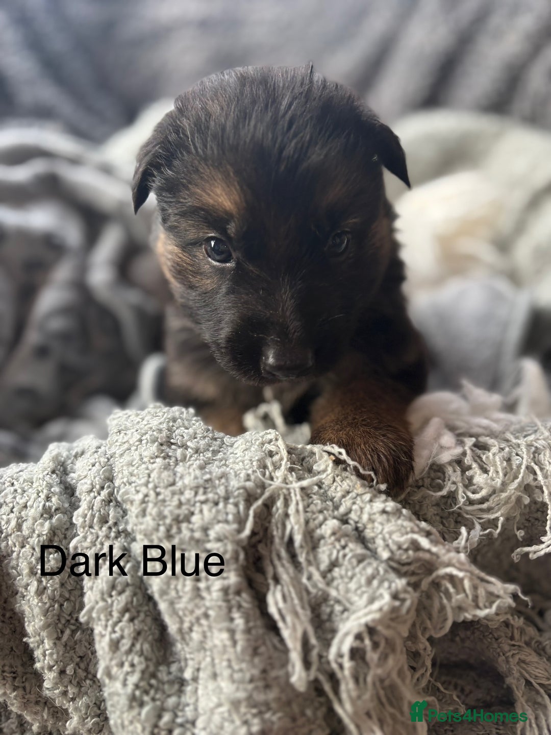 German Shepherd dogs for sale: KC REGISTERED GERMAN SHEPHERD PUPPIES FOR SALE - Image 3