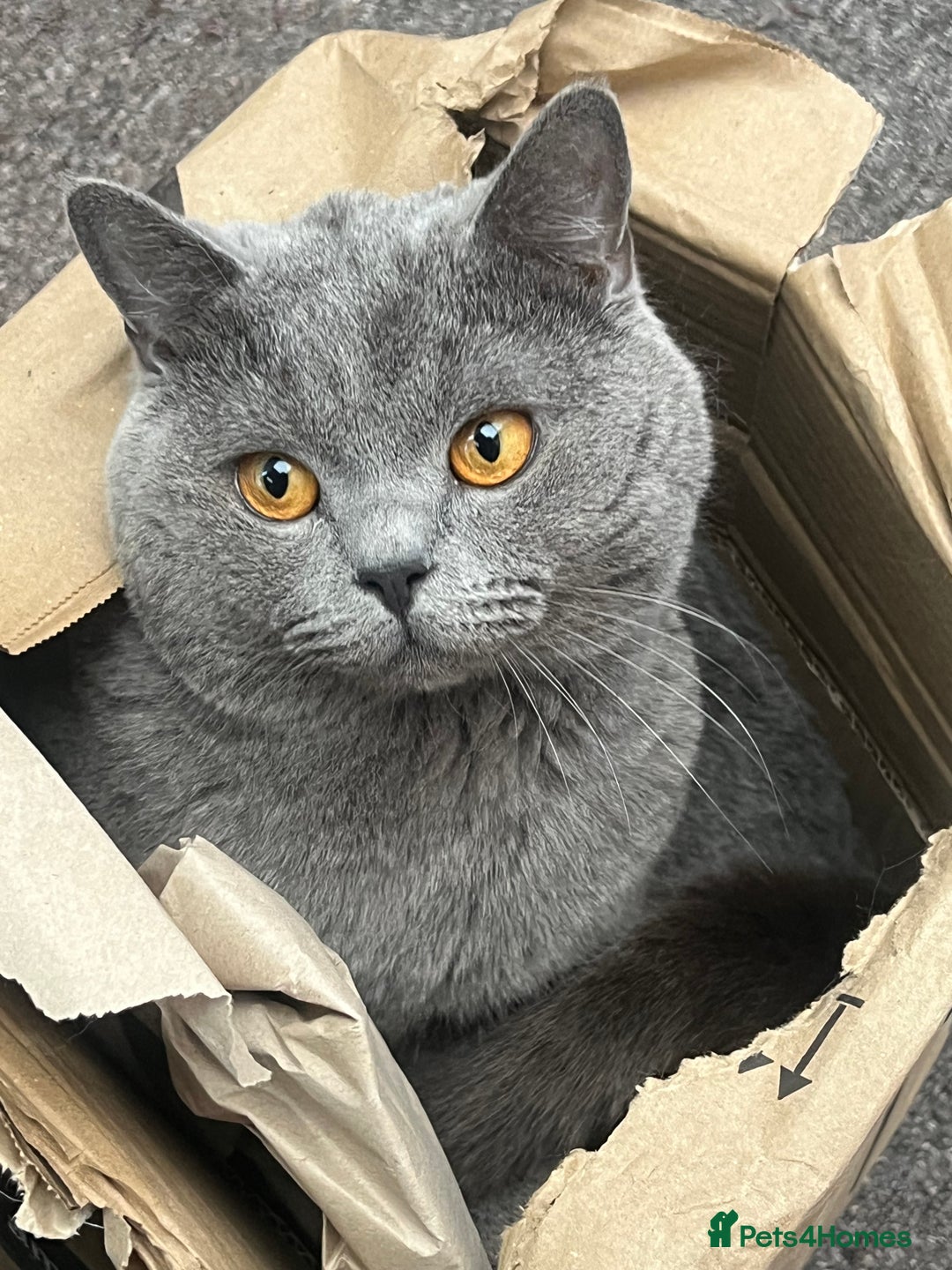 British Shorthair cats for sale: HELP REHOME NEEKO - Advert 1
