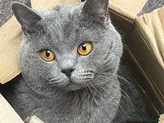 British Shorthair cats HELP REHOME NEEKO - Advert 1