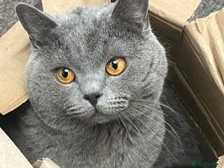 British Shorthair cats HELP REHOME NEEKO - Advert 11