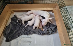 English Bull Terrier dogs for sale: Beautiful k.c reg bully pups  - Image 3