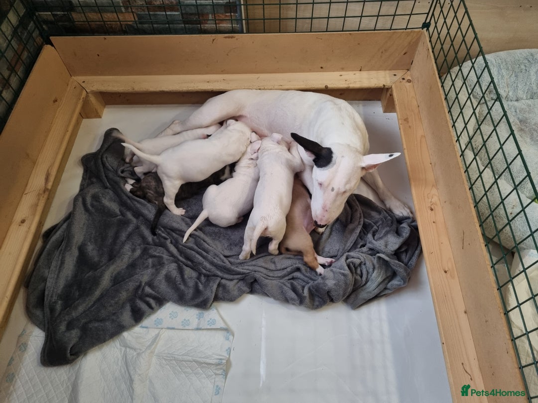 English Bull Terrier dogs for sale: Beautiful k.c reg bully pups  - Image 3