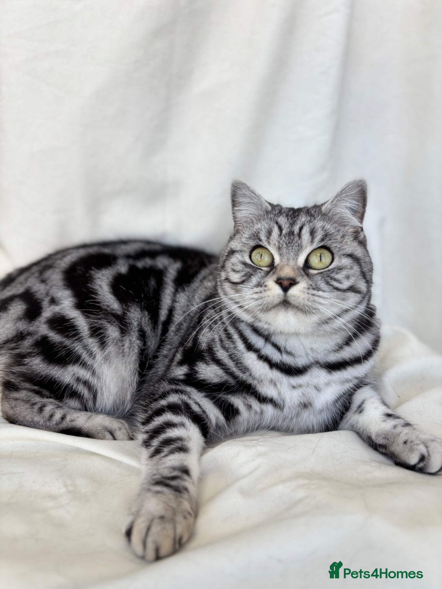 British Shorthair cats • Retired Pedigree Silver Tabby BSH Queen • - Advert 1