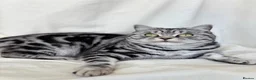 British Shorthair cats for sale: • Retired Pedigree Silver Tabby BSH Queen • - Advert 1