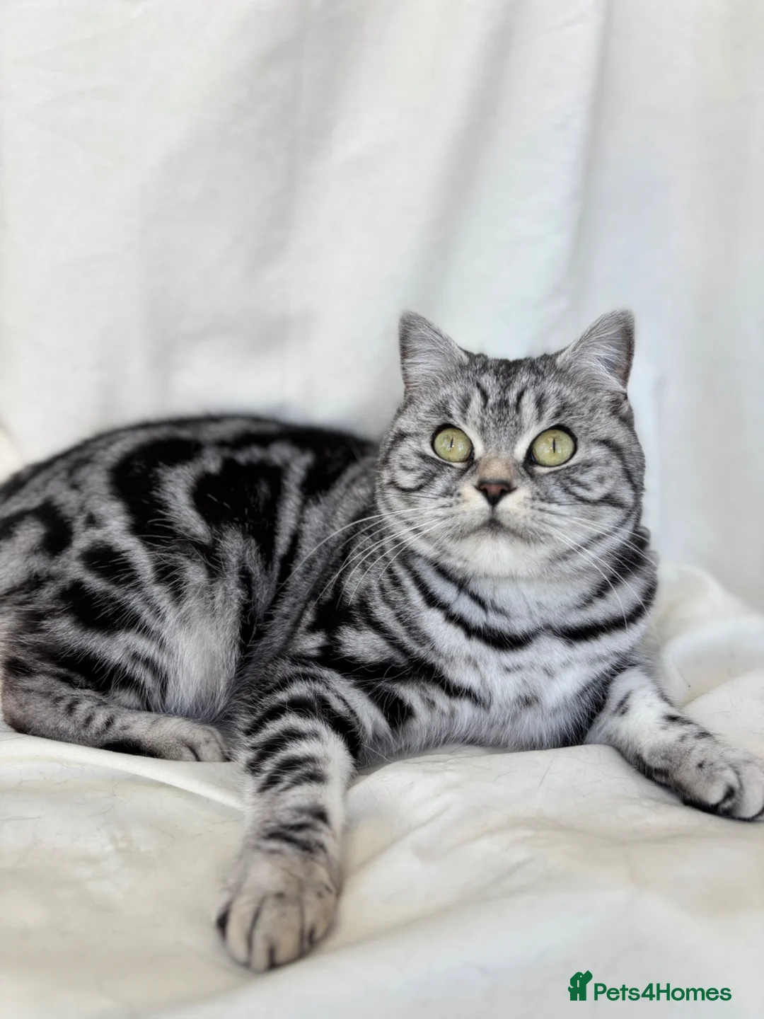 British Shorthair cats for sale: • Retired Pedigree Silver Tabby BSH Queen • - Advert 1