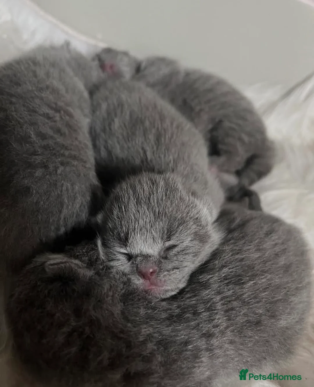 British Shorthair cats for sale: Beautiful British Shorthair Kittens  - Advert 2