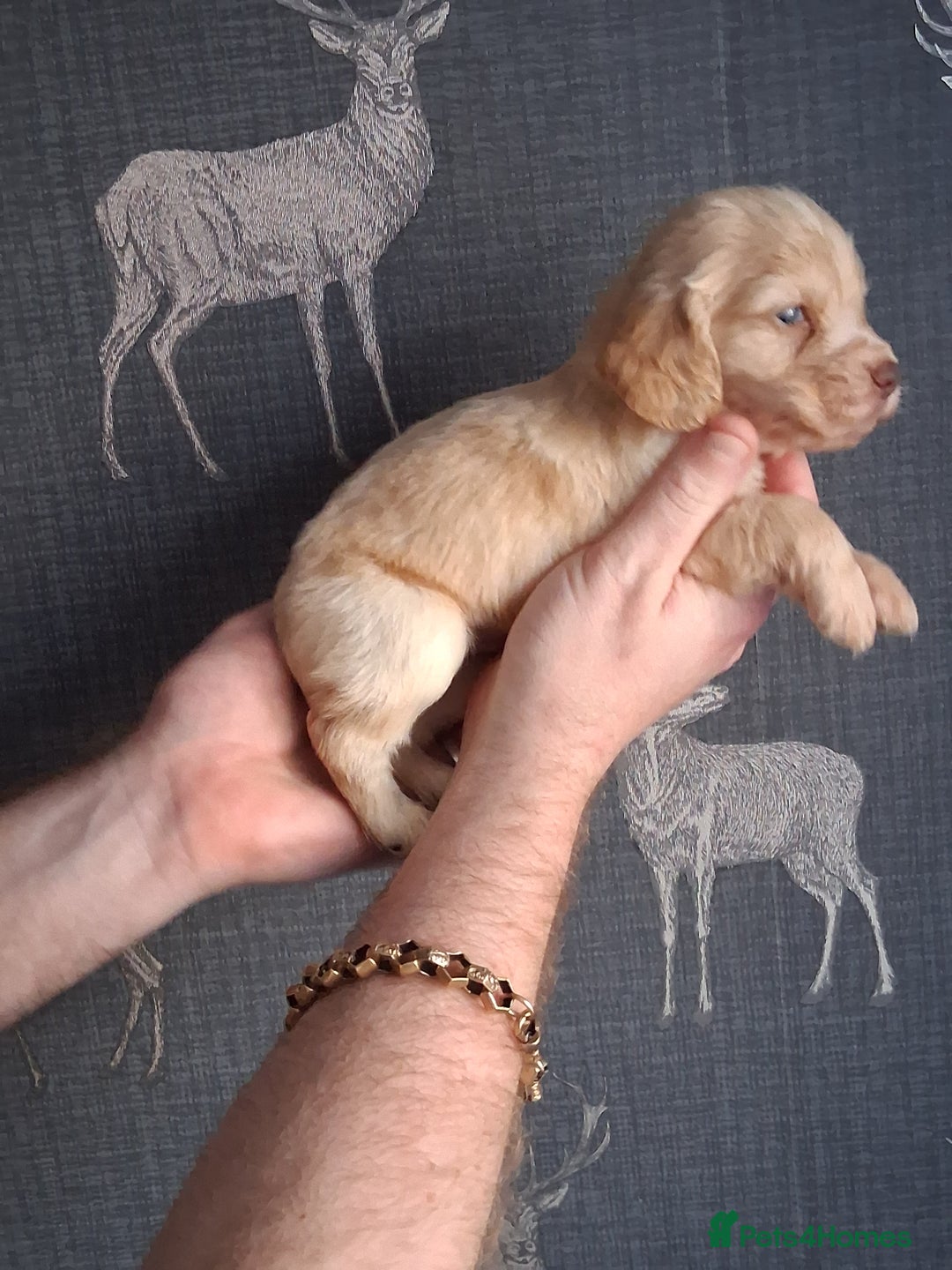 Cocker Spaniel dogs for sale: beautiful working cocker spaniels for sale - Advert 9