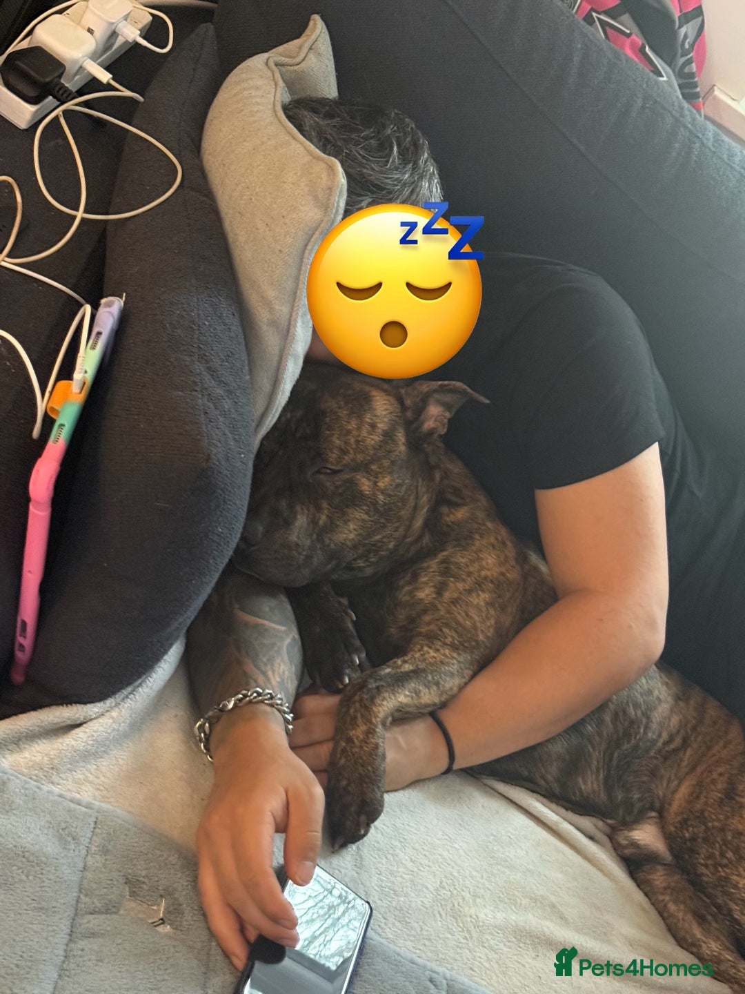 Mixed Breed dogs for sale: Dexter - American staffy x Staffy - Advert 3