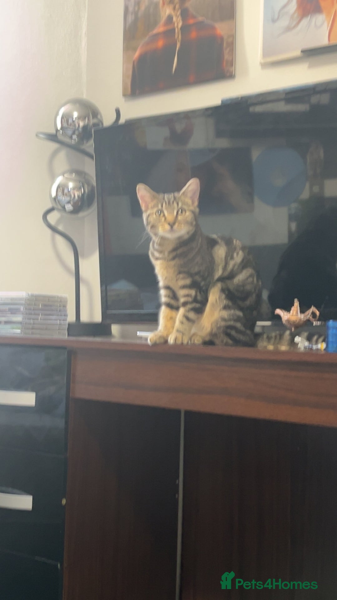 Mixed Breed cats for sale: 8 Month old kitten mixed breed - Advert 2