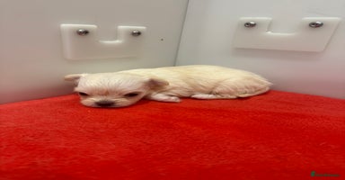 Mixed Breed dogs OUTSTANDING TINY MALCHI GIRLS  - Advert 4