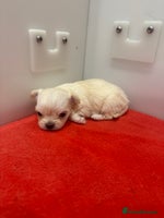 Mixed Breed dogs OUTSTANDING TINY MALCHI GIRLS - Advert 4