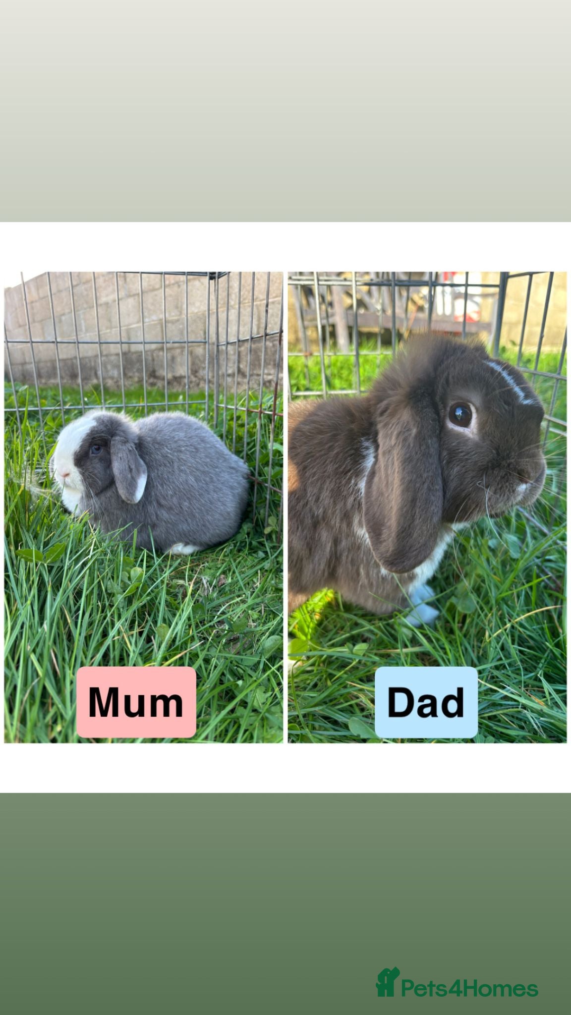 Mini Lop rabbits LAST ONE!! Adorable Mini Lop babies - Advert 2