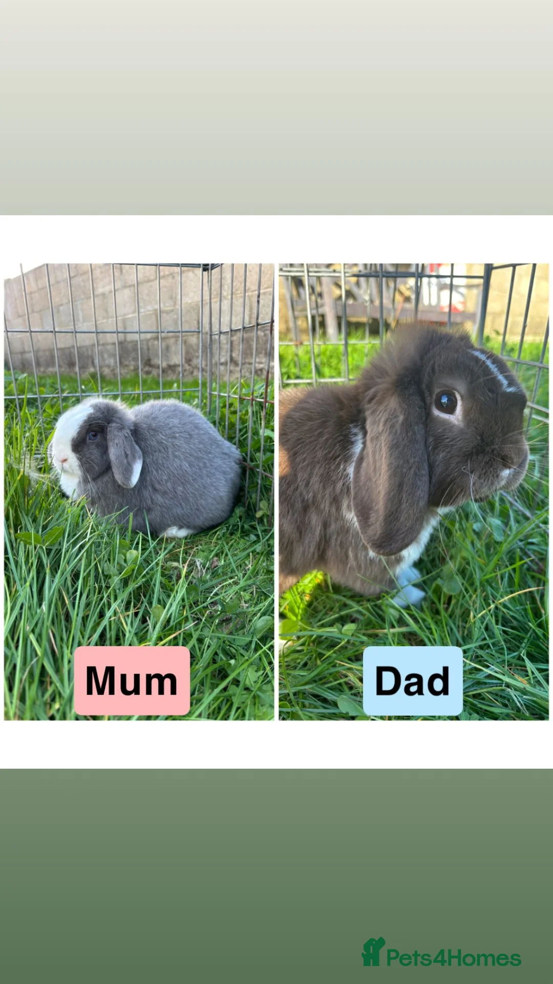 Mini Lop rabbits for sale: READY NOW!!! Adorable Mini Lop babies - Advert 2