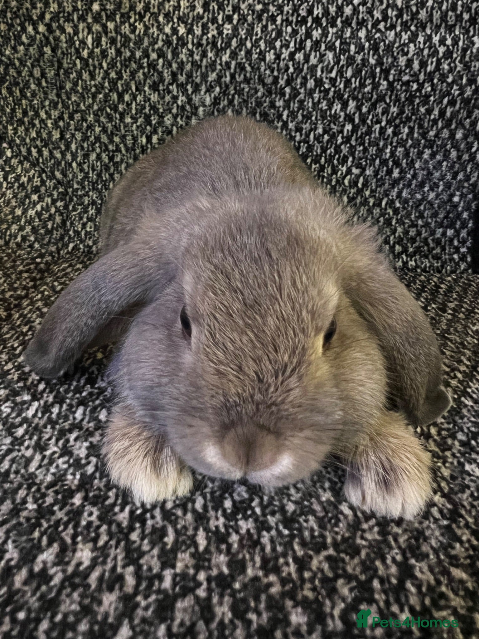 Mini Lop rabbits Mini lop (plush carriers) - Advert 2