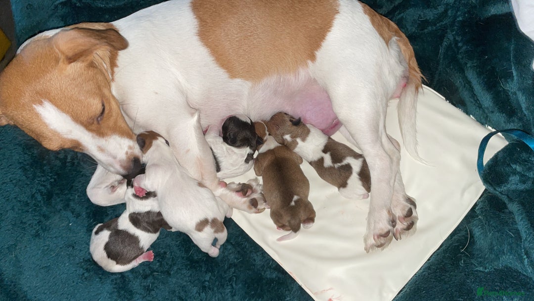 Jack Russell dogs for sale: Lady & The Tramp Jack Russell Terriors  - Advert 1