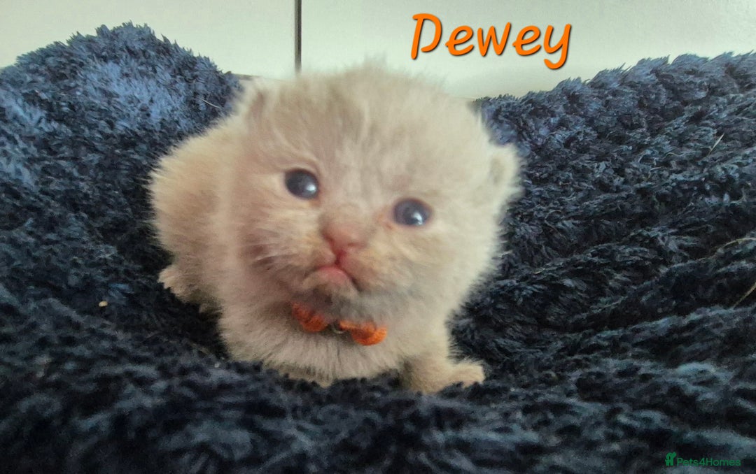 British Shorthair cats for sale: Stunning Russian Bloodline TICA reg kittens - Image 2