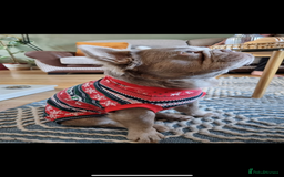 French Bulldog dogs for stud: ⭐️Bowser the fluffy stud⭐️ - Advert 5