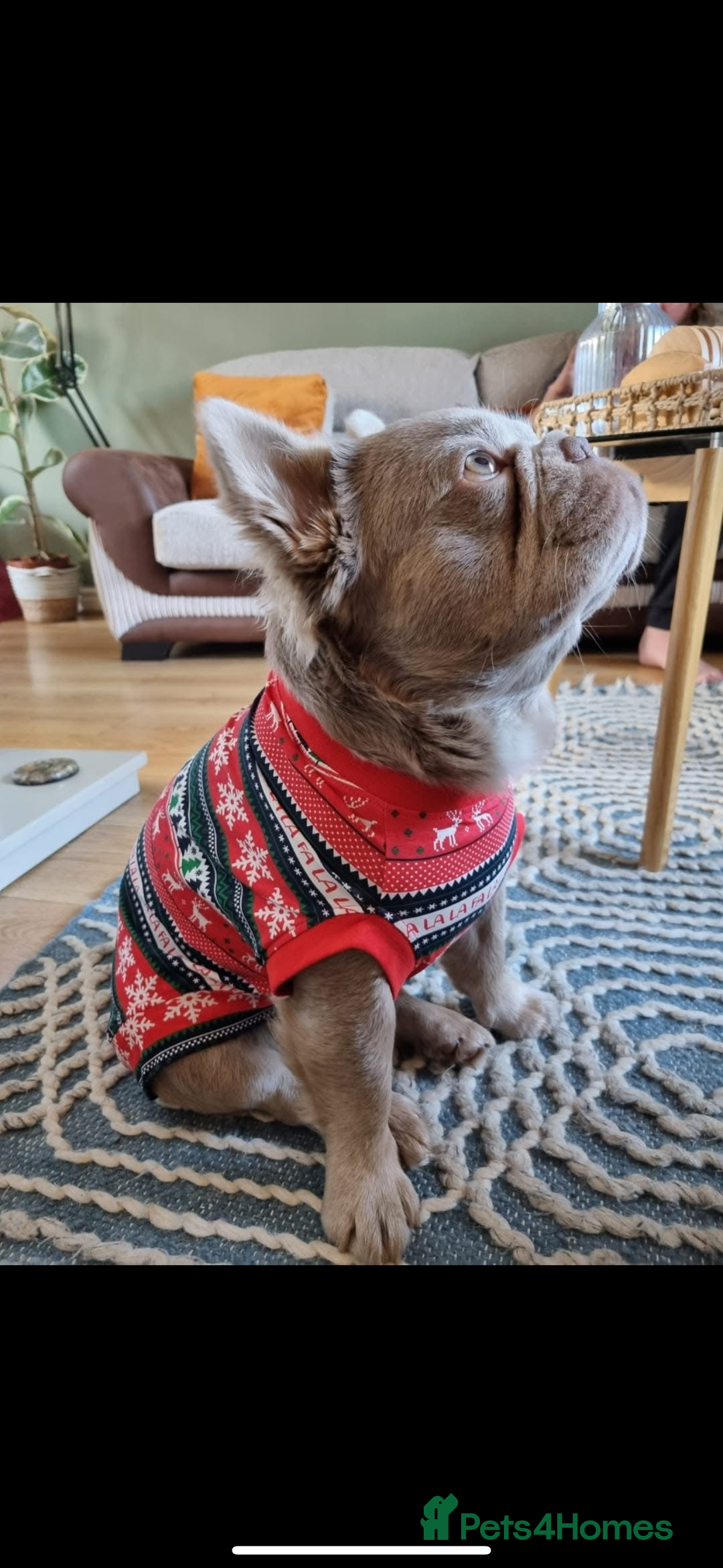 French Bulldog dogs for stud: ⭐️Bowser the fluffy stud⭐️ - Advert 5