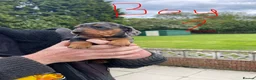 Miniature Dachshund dogs for sale: 2 K/C reg Mini Dachshund Boys For Sale in Goole - Advert 13