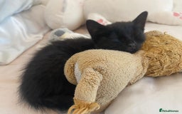 Bombay cats for sale: Black cat for sale - Image 1