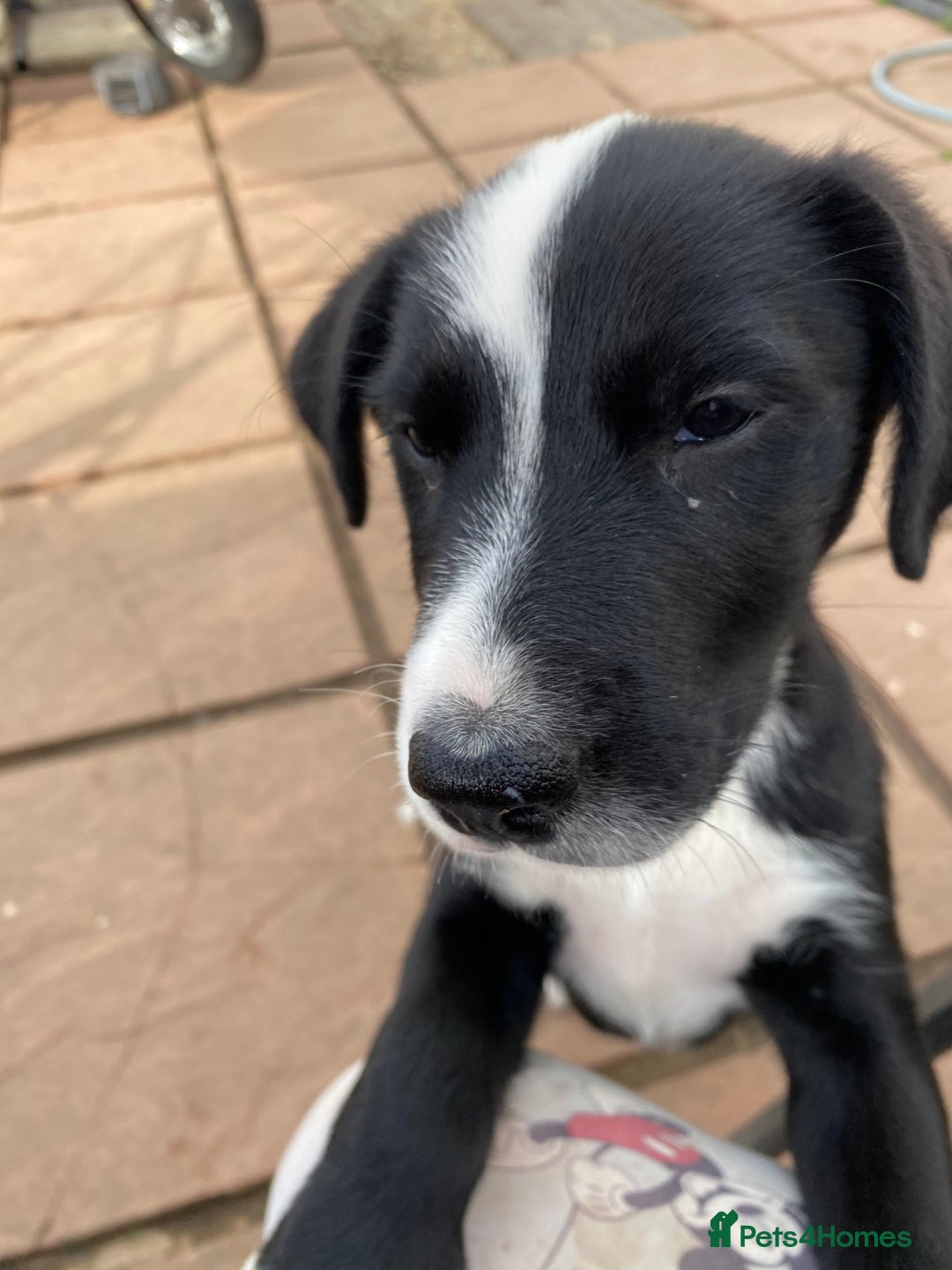 Mixed Breed dogs for sale: Old English sheepdog /border collie/bordoddle  - Image 2
