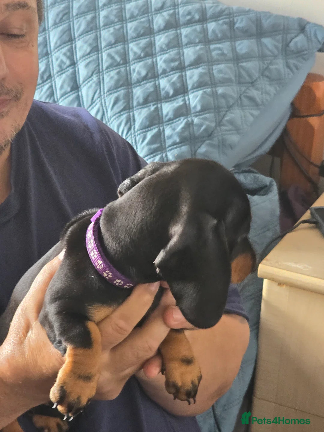 Dachshund dogs for sale: Outstanding Purebred Dachshunds: Health-Tested💎 - Advert 19