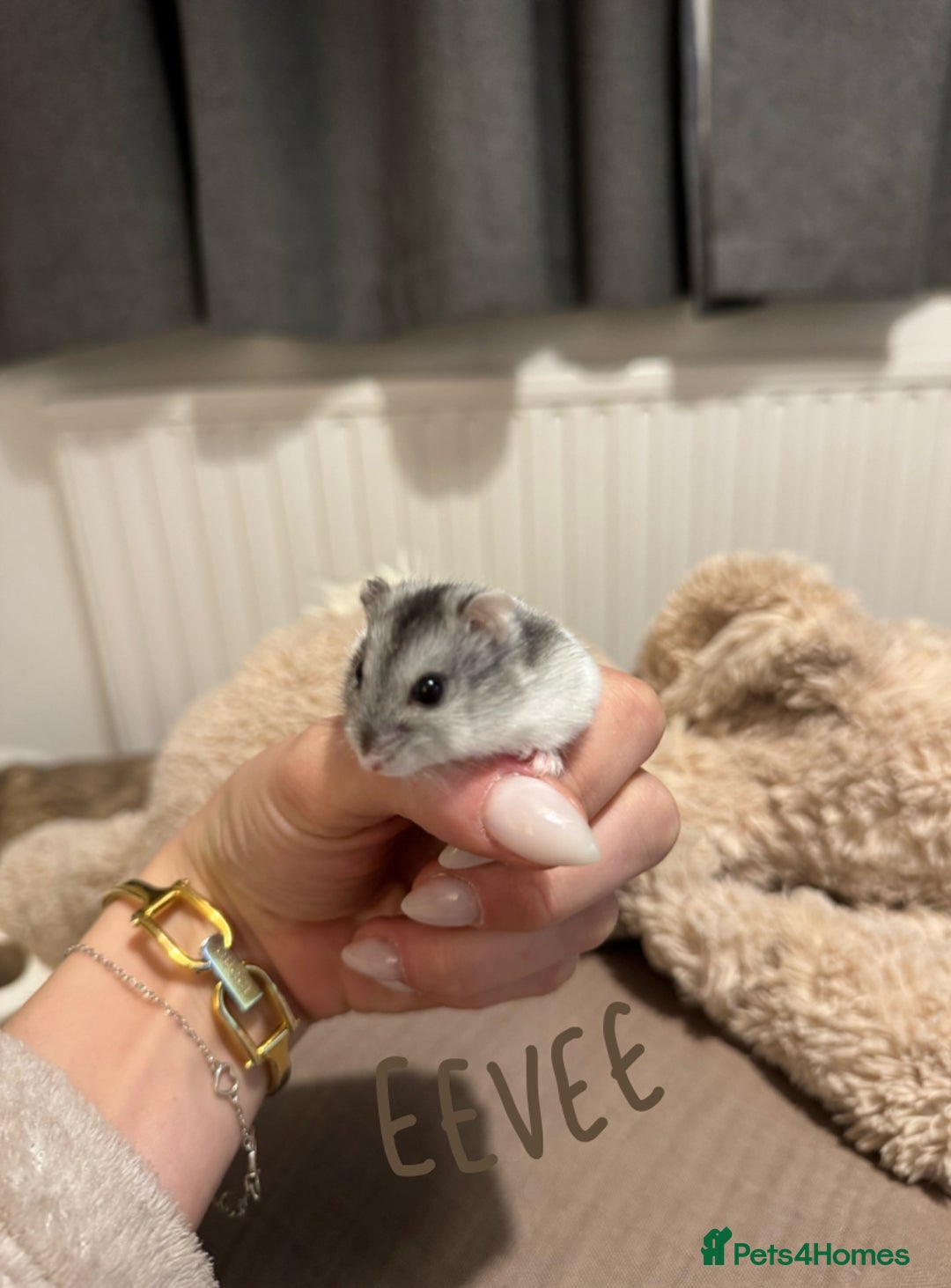 Hamster rodents for sale: 3x Winter White Dwarf Hamsters - Advert 9