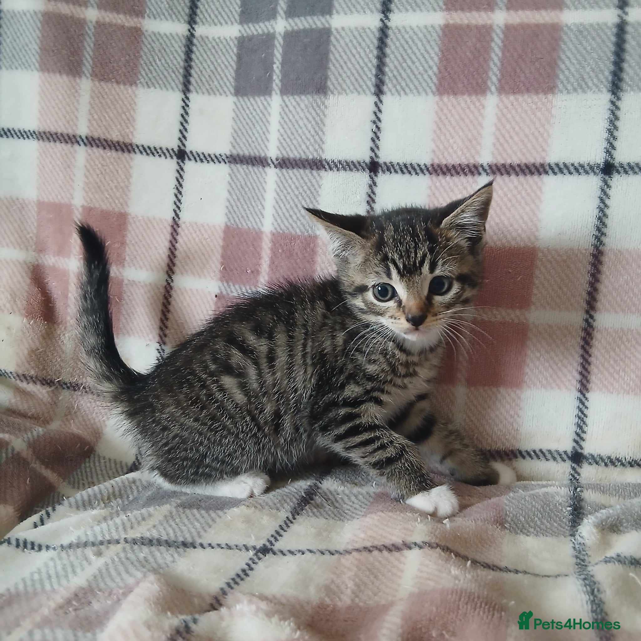 Mixed Breed Kitten 7
