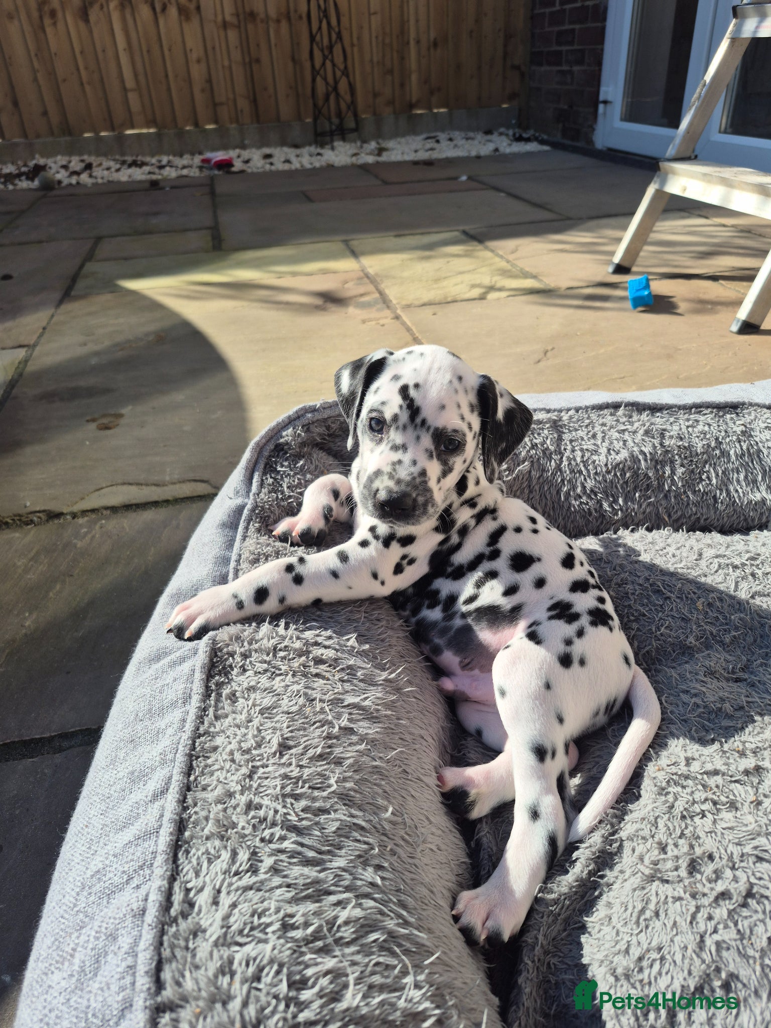 Dalmatian dogs 14 Dalmation puppies - Advert 1