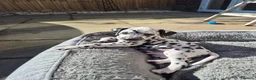 Dalmatian dogs for sale: Dalmatian pups BAER+/+*Ready 24th April** - Advert 17