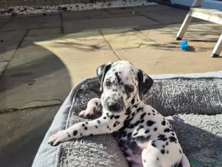 Dalmatian dogs 14 Dalmation puppies - Advert 1