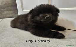 Pomeranian dogs for sale: 3 Pure XS Pomeranian, Boys Bear&Milo. Girl Ebony - Image 6