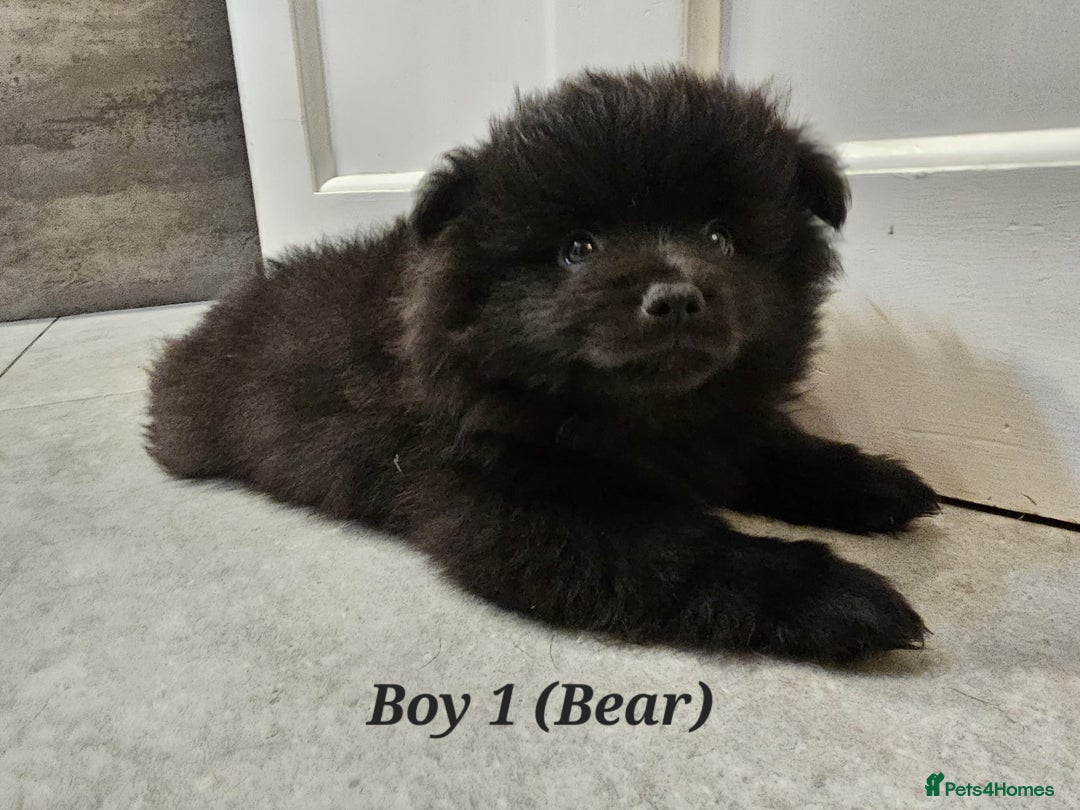 Pomeranian dogs for sale: 3 Pure XS Pomeranian, Boys Bear&Milo. Girl Ebony - Image 6
