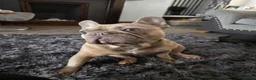 French Bulldog dogs for sale: Frenchies for sale in Bargoed - Advert 7
