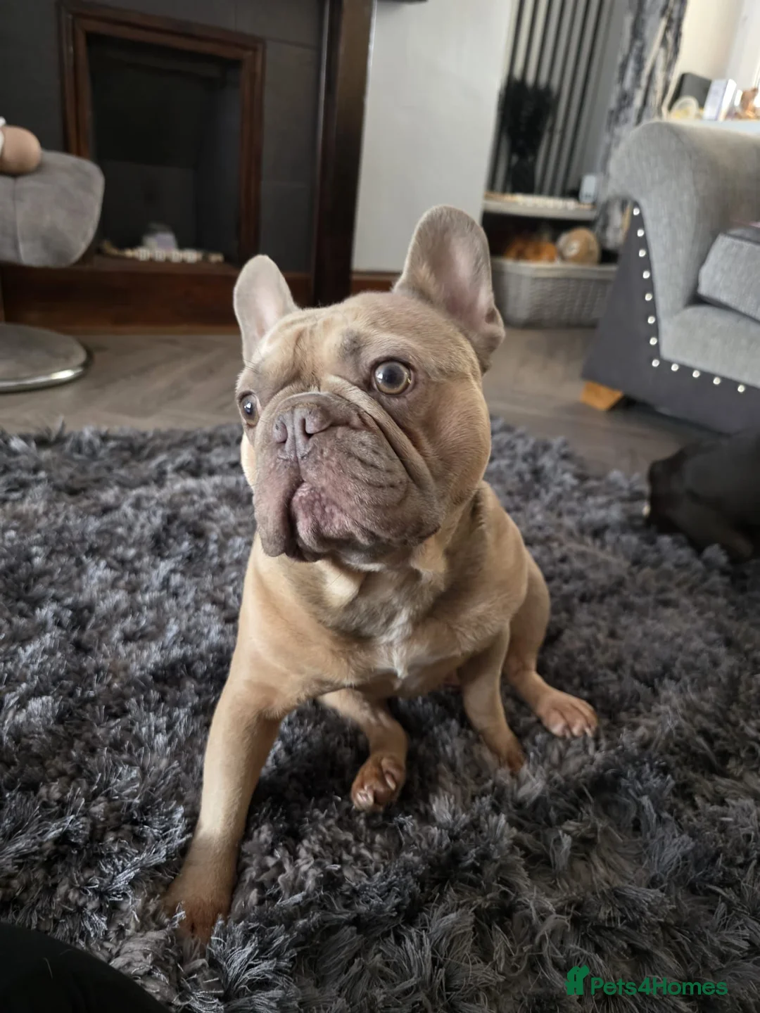 French Bulldog dogs for sale: Frenchies for sale in Bargoed - Advert 7