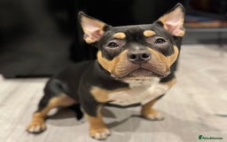 American Bully dogs for sale: Female full pedigree pocket bully - Image 7