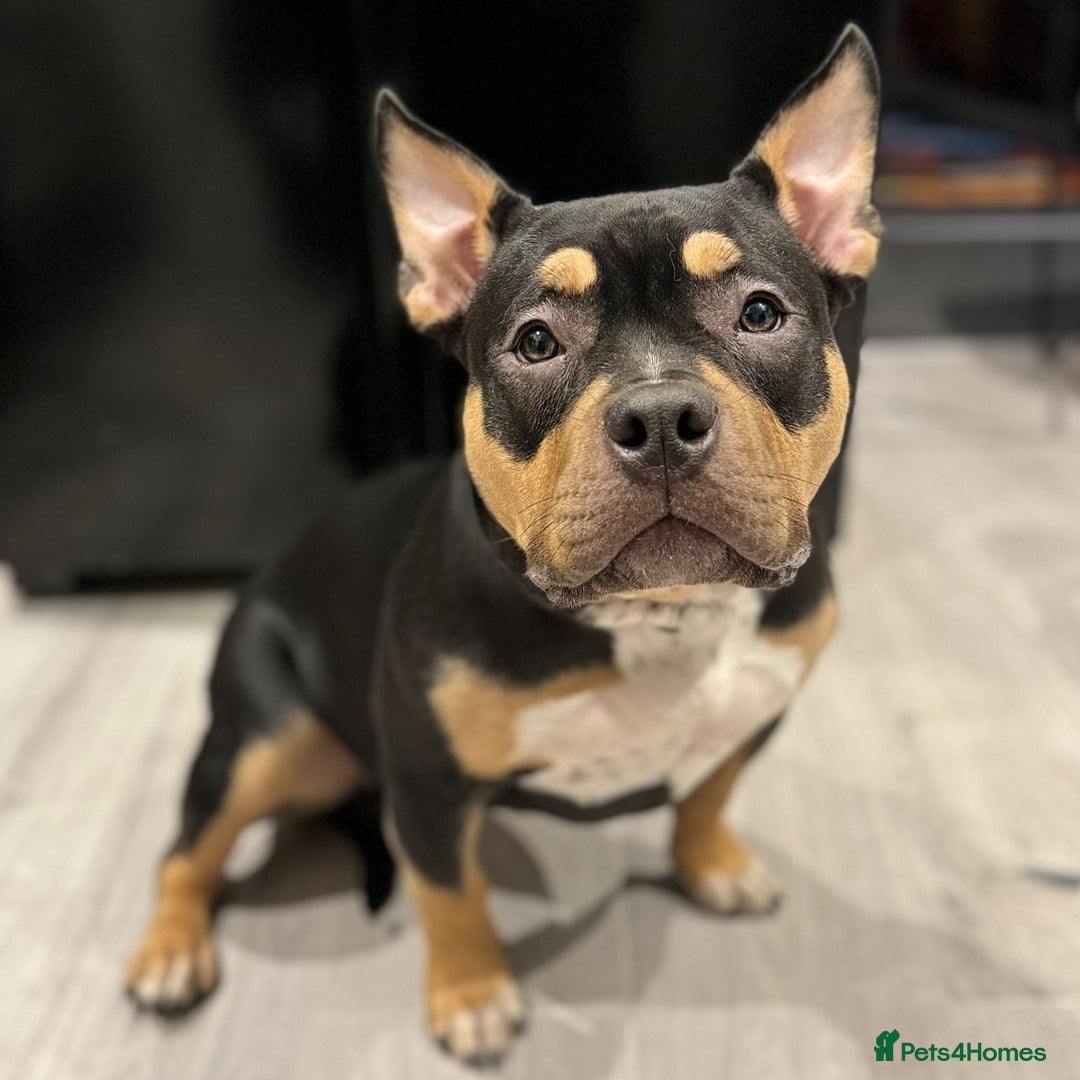 American Bully dogs for sale: Female full pedigree pocket bully - Image 7