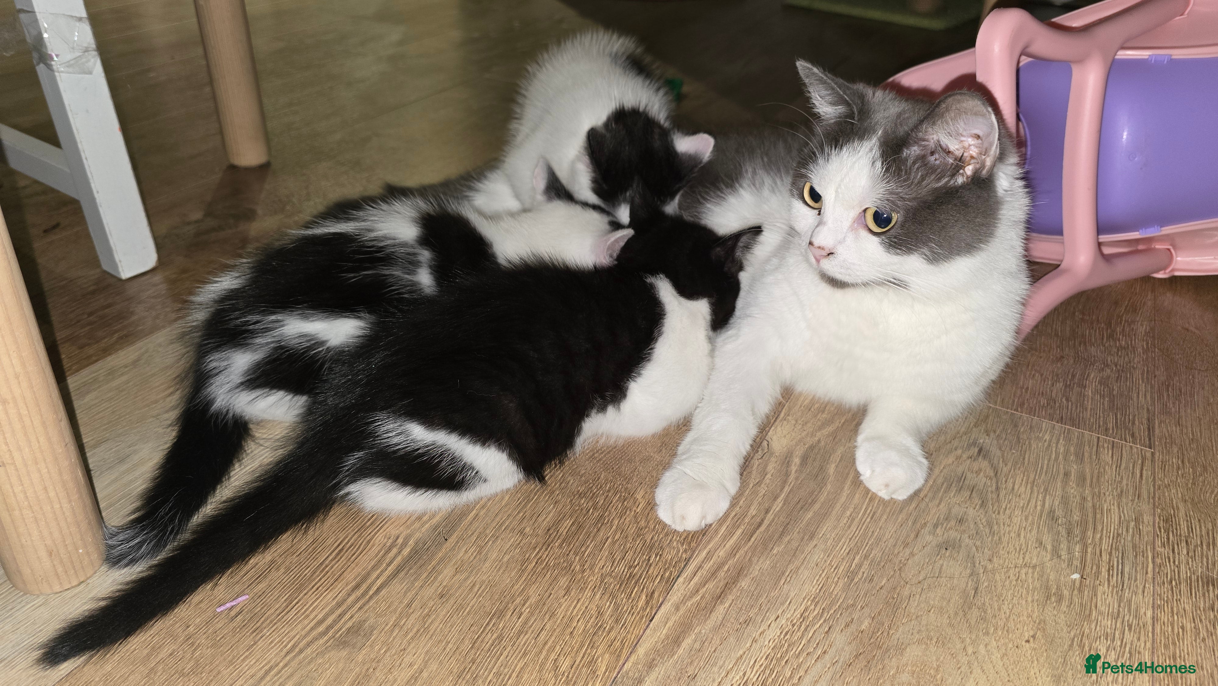 Mixed Breed cats for sale: British shorthair cross Kittens  - Advert 3