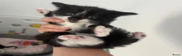 Maine Coon cats for sale: Gorgeous lil bundles of joy! - Advert 5