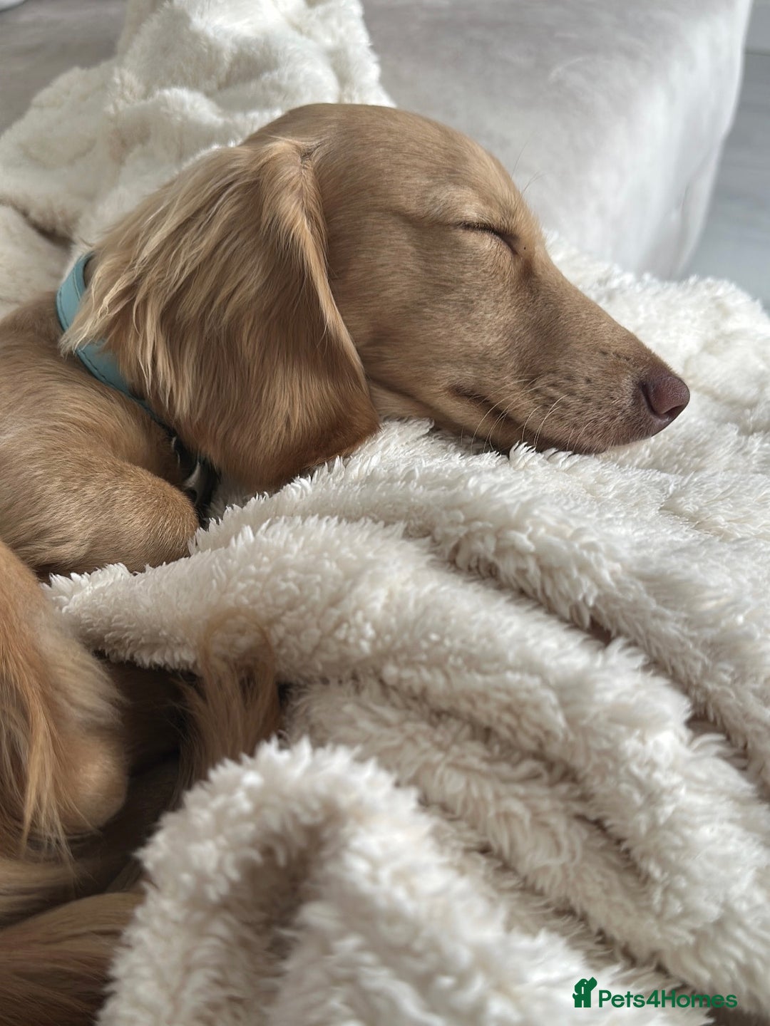 Miniature Dachshund dogs for sale: 9 Month Old Cream long haired Boy (Rehoming) - Advert 3
