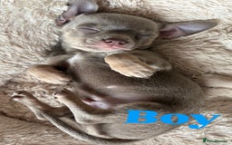 Chihuahua dogs for sale: Cute Chihuahua Pups - Image 7