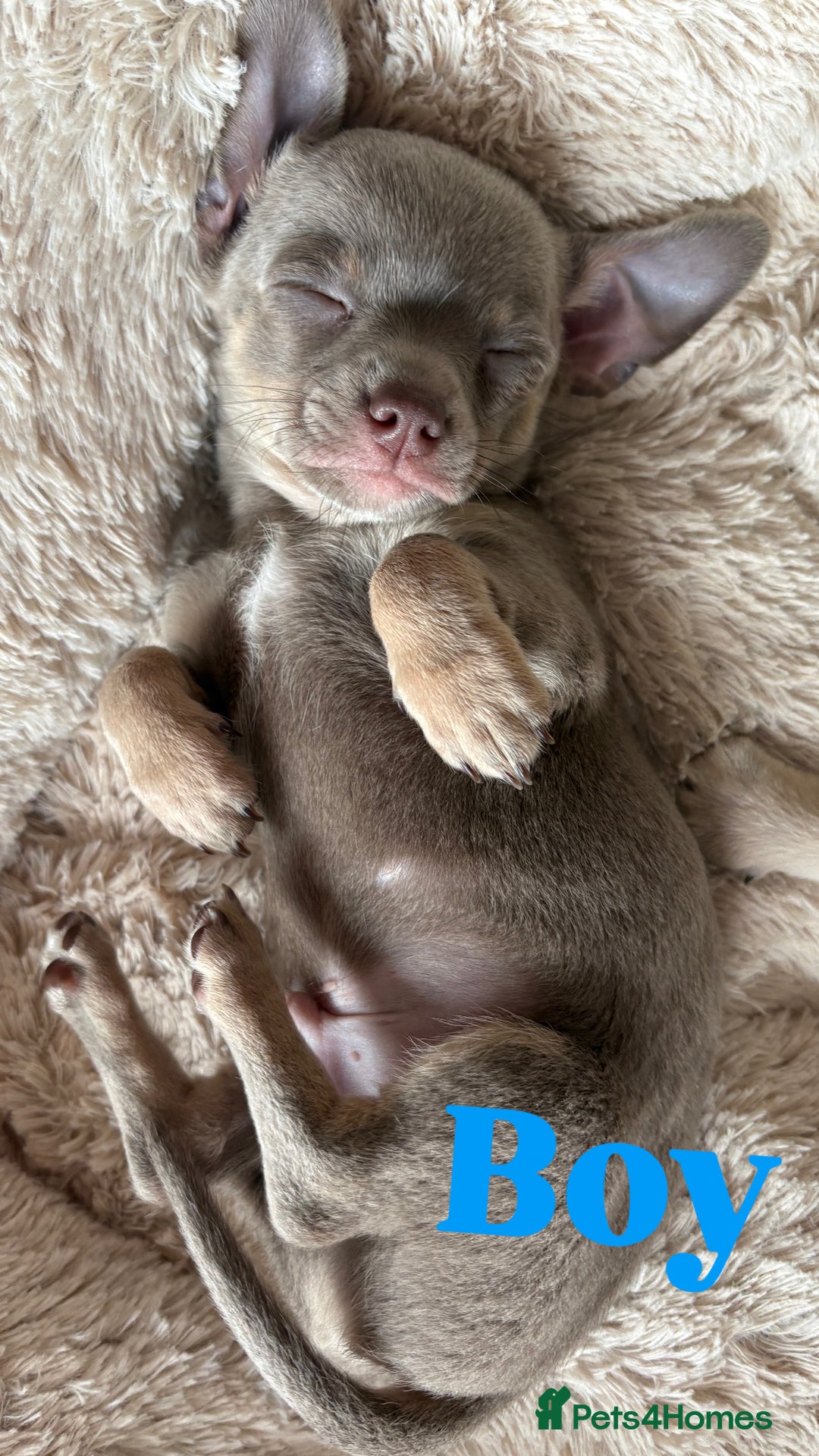 Chihuahua dogs for sale: Cute Chihuahua Pups - Image 7