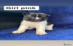 Akita dogs for sale: 5⭐️ Akita pups - Image 4