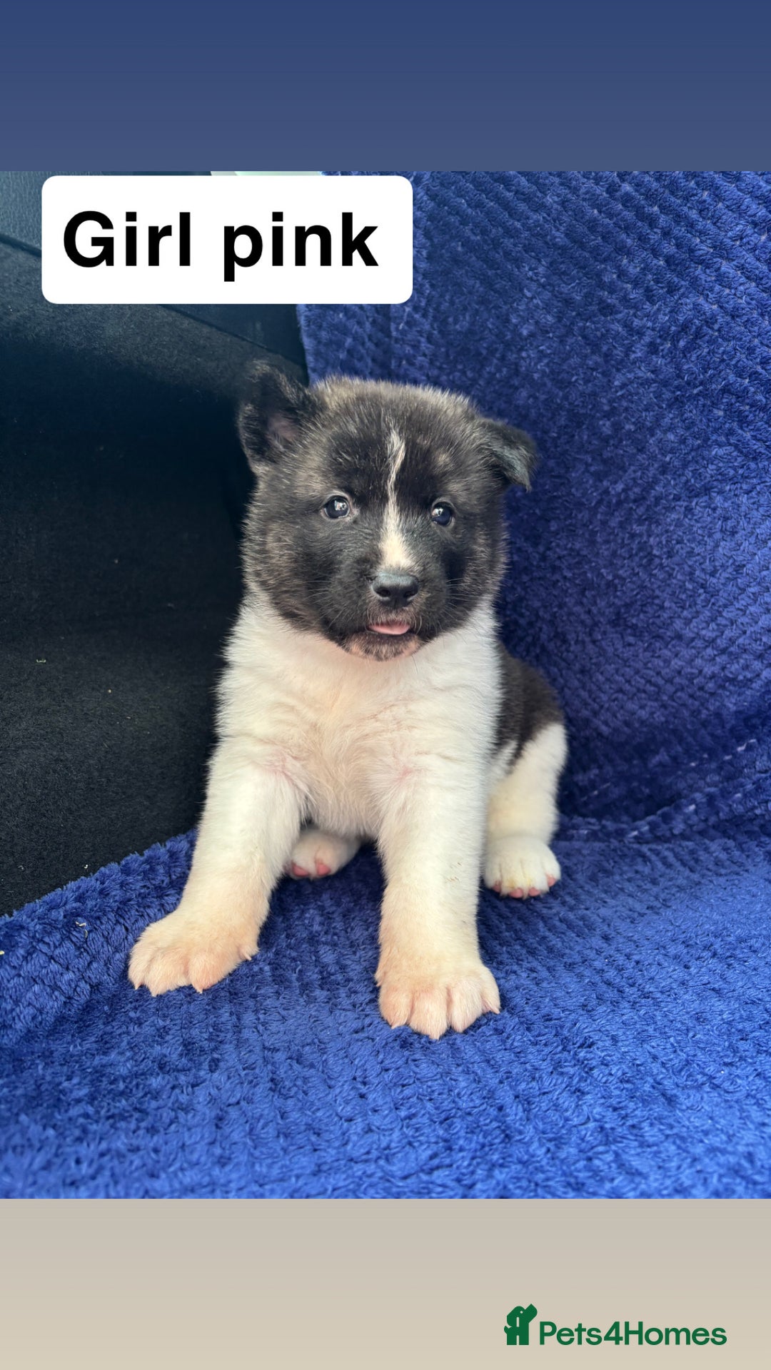Akita dogs for sale: 5⭐️ Akita pups - Image 4