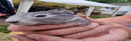 Guinea Pig rodents for sale: Baby guineapigs mixed sex in Canterbury - Advert 7